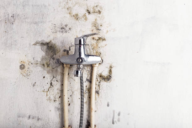 Best Fast Mold Removal  in , AK
