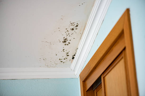 Best Certified Mold Removal  in , AK