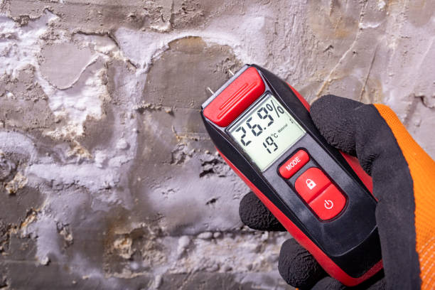 Best Local Mold Removal Service  in , AK
