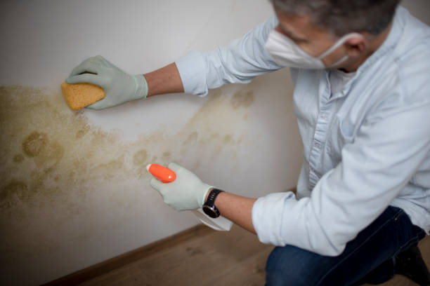 Best Certified Mold Removal  in , AK