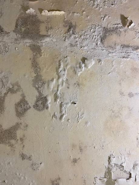 Best Mold Testing and Removal  in , AK