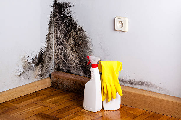 Best Affordable Mold Removal  in , AK