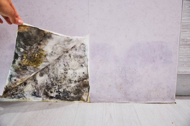 Best Commercial Mold Removal  in , AK